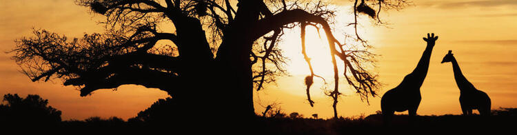 Giraffen im Sonnenuntergang in der Savanna bei Kapstadt in Südafrika