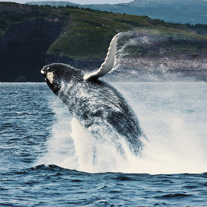 Walbeobachtung, Neufundland & Labrador Atlantic Canada - Neufundland
