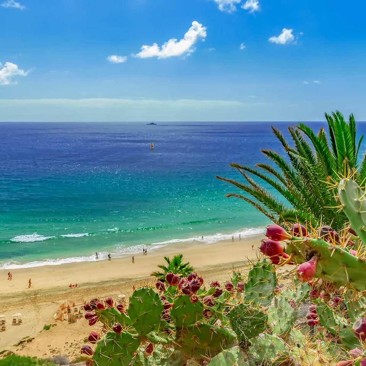 Blick auf uden Strand Esquinzo Fuerteventura, mit Kakteen und Agaven , Kanarische Inseln, Spanien