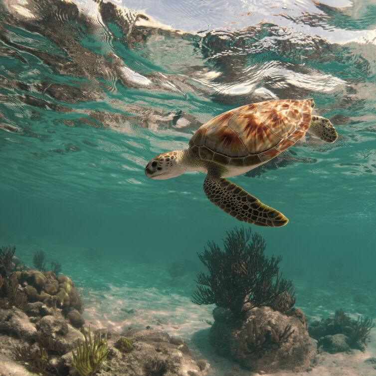 Cancún Schwimmende Meeresschildkröte in Cancún