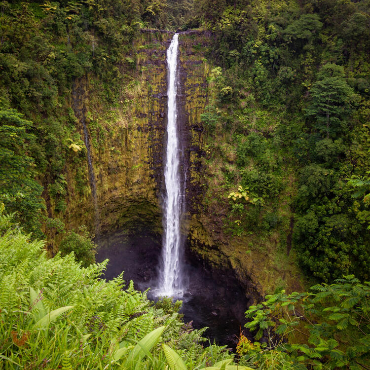 Blick auf den Akaka Falls im Akaka Falls State Park, Hawaii, umgeben von üppigem grünen Regenwald