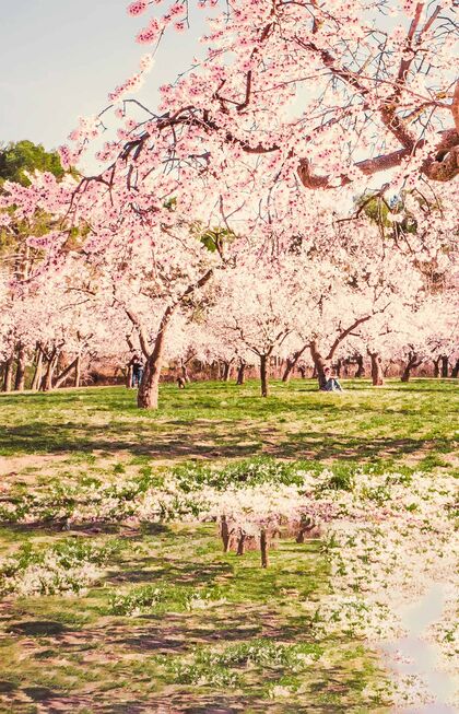 Mandelblüte auf Mallorca