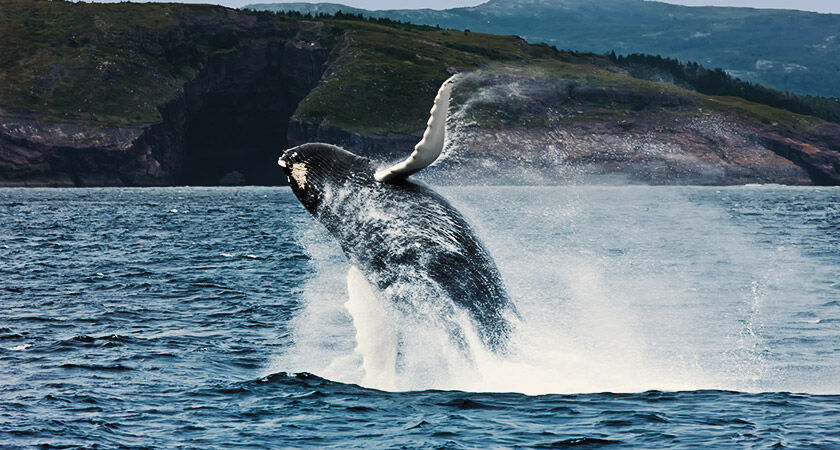 Walbeobachtungstouren in Atlantik-Kanada