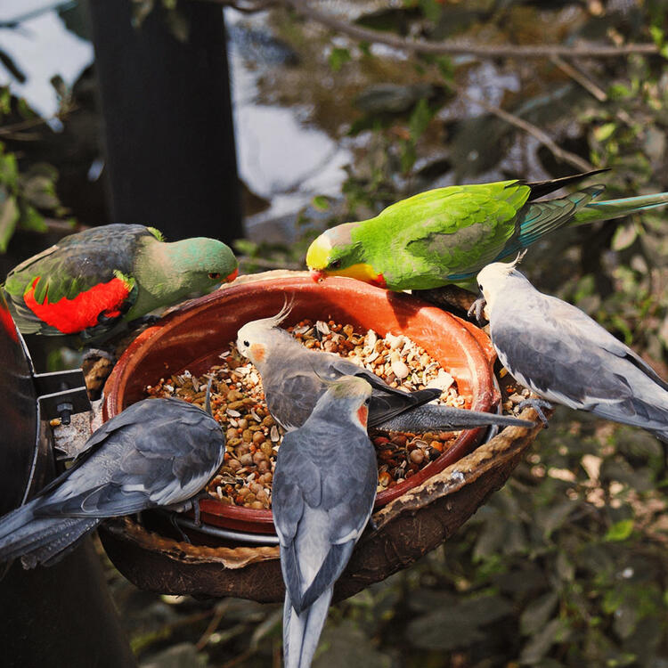 Papageien im Loro Parque Teneriffas | Condor