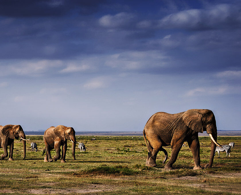 Eine Herde Elefanten in Kenia