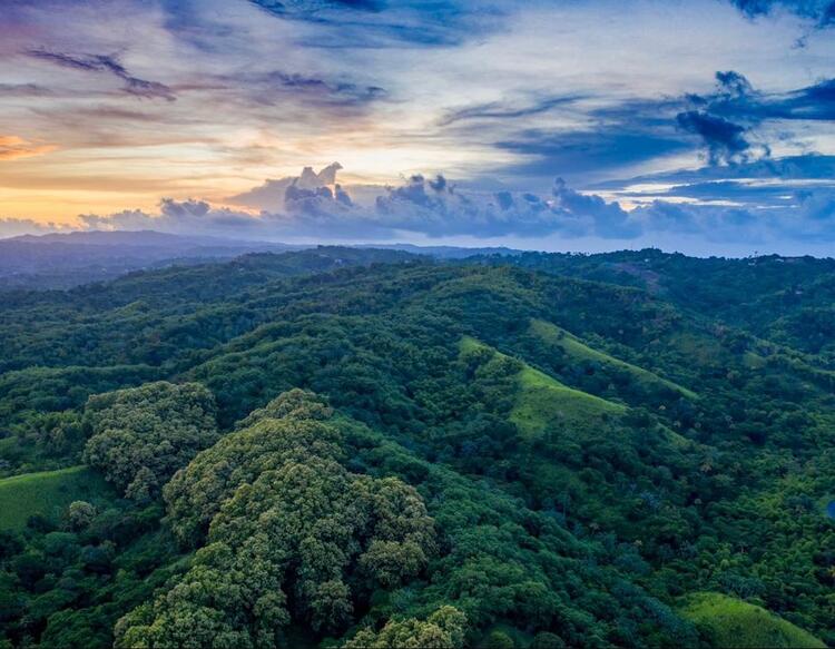 Tobago Main Ridge Forest Reserve