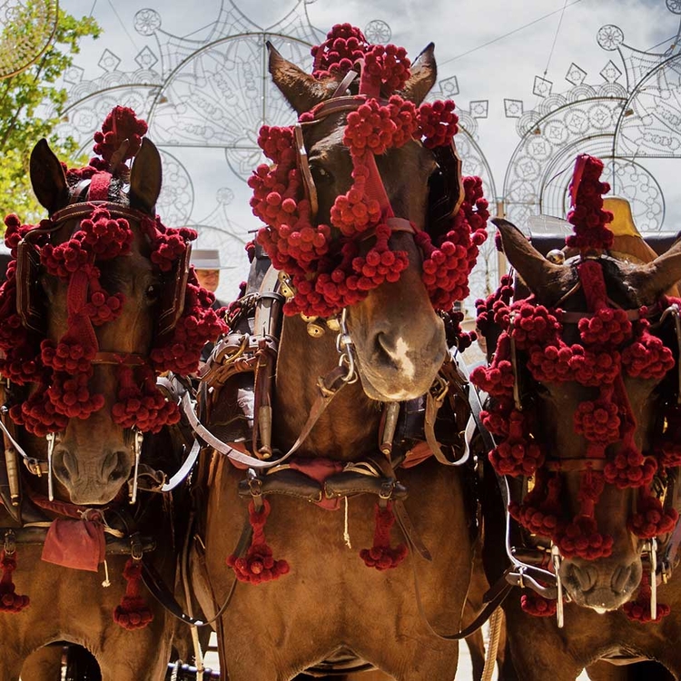 3 Geschmückten Pferden auf der Feria del Caballo Pferdemesse, Jerez De La Frontera, Andalusien, Spanien