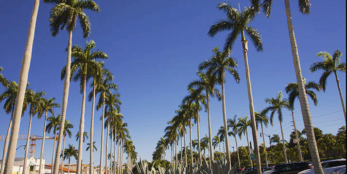 Straßen mit Palmen