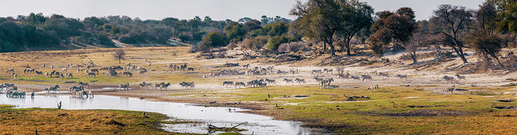 Zebras und Gnus am Boteti River