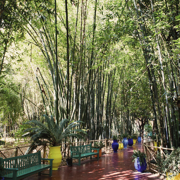 Die Vielfalt an Pflanzen im exotische Garden Jardin Majorelle