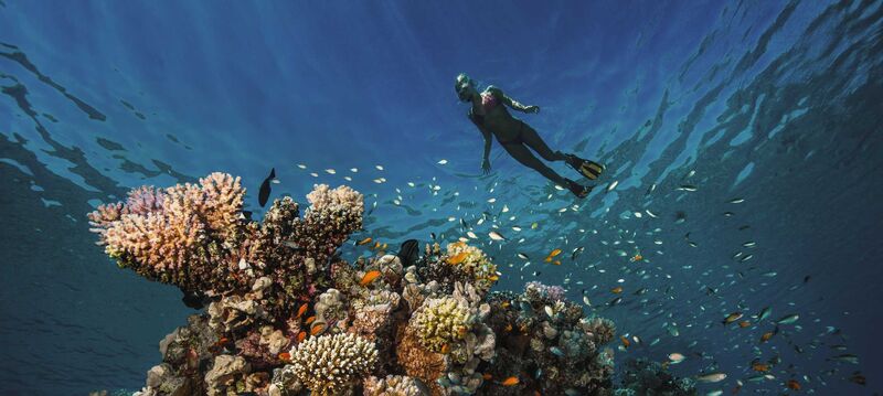 Eine Frau taucht über einem Korallenriff mit bunten Fischen im azurblauen Wasser