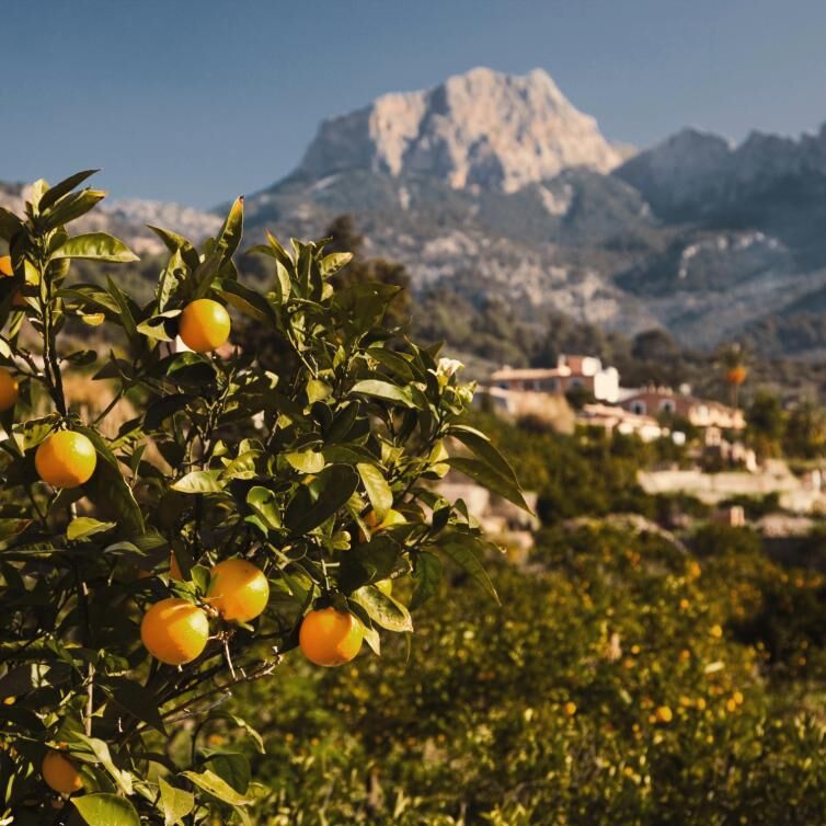 Mallorca Tramuntana Gebirge Zitronenbaum