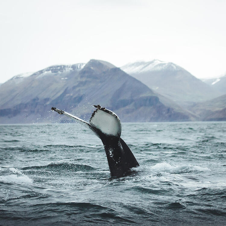 Walbeobachtung in der Nähe von Akureyri in Island 