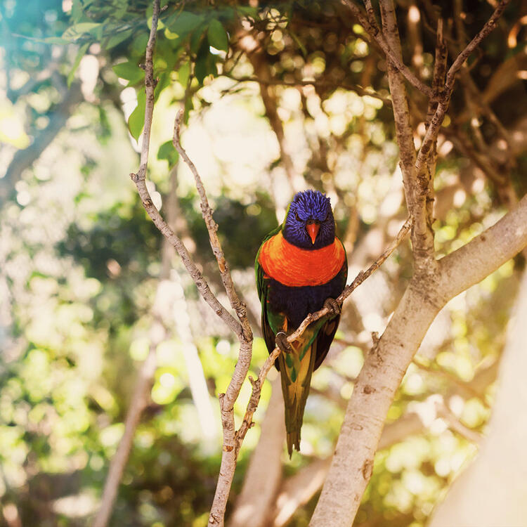 Bunte Papagei im Loro Park auf Teneriffa, Kanarische Inseln. Spanien