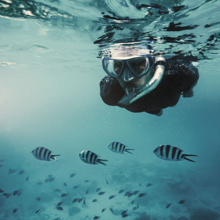 Sansibar Eine Person schnorchelt unterwasser mit Fischen