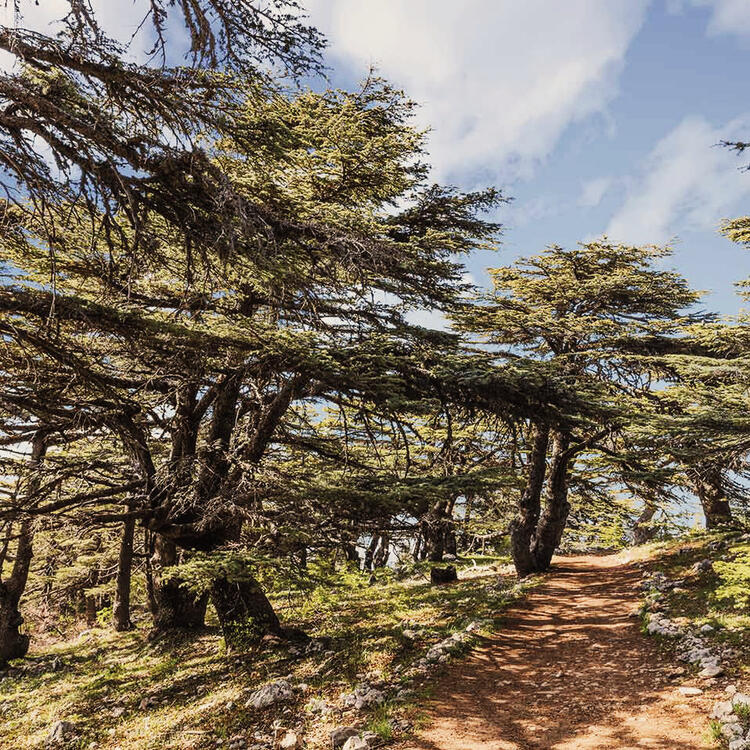 Die Zedernwälder sind die Wahrzeichen des Libanons