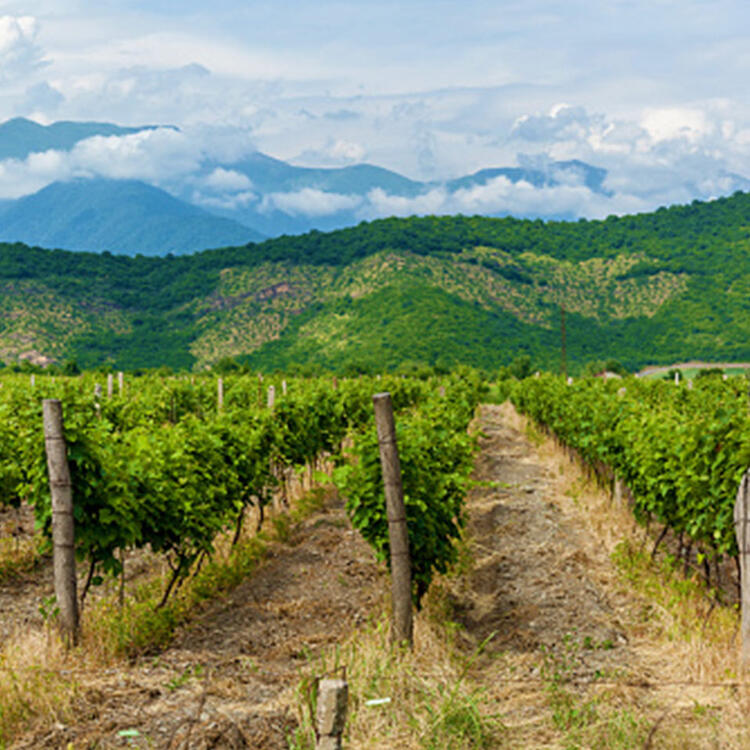 Weinbauregion Kachetien in Georgien | Condor