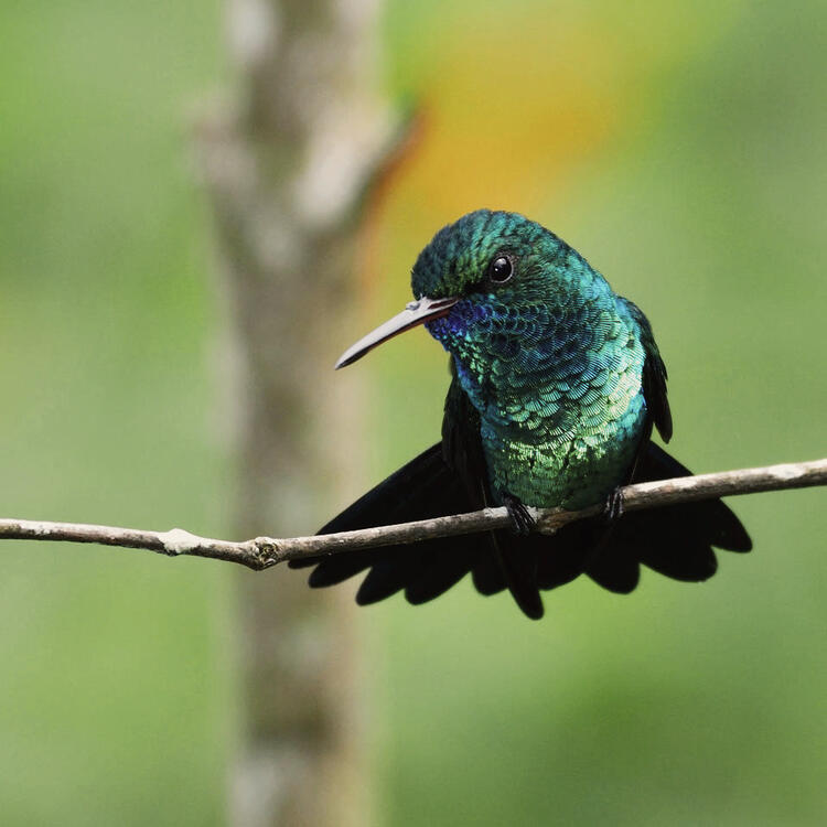 Seltene Vogelarten in der Natur Tobagos erleben Saphirblauer Kolibri auf Ast in Tobago