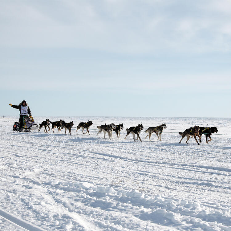 Schlittenhunderennen auf dem Iditarod Trail (© State of Alaska/Chris McLennan)