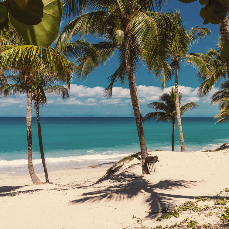 Ein traumhafter Strand mit weißem Sand und hohen Palmen in Varadero, Kuba