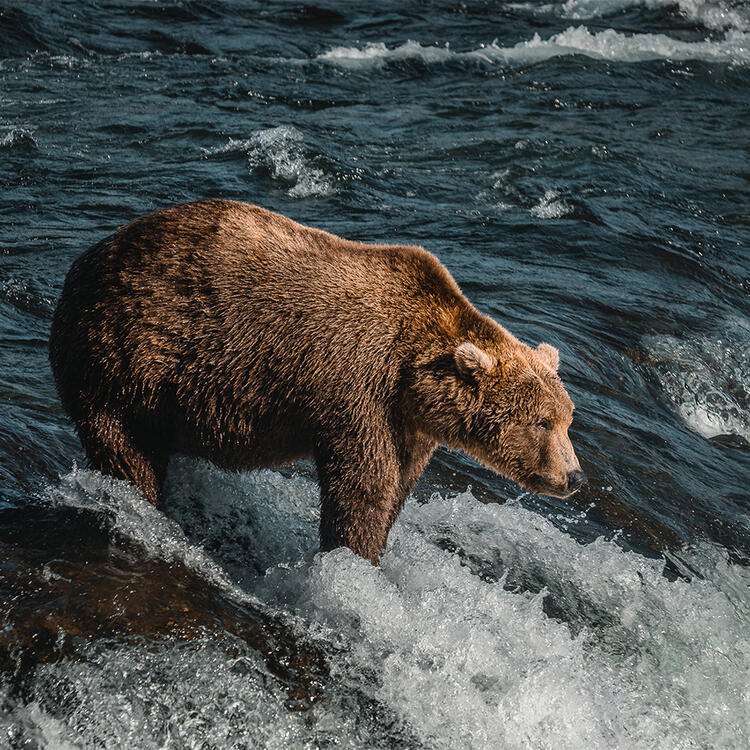 Braunbär am Brooks River (© State of Alaska/Chris McLennan)