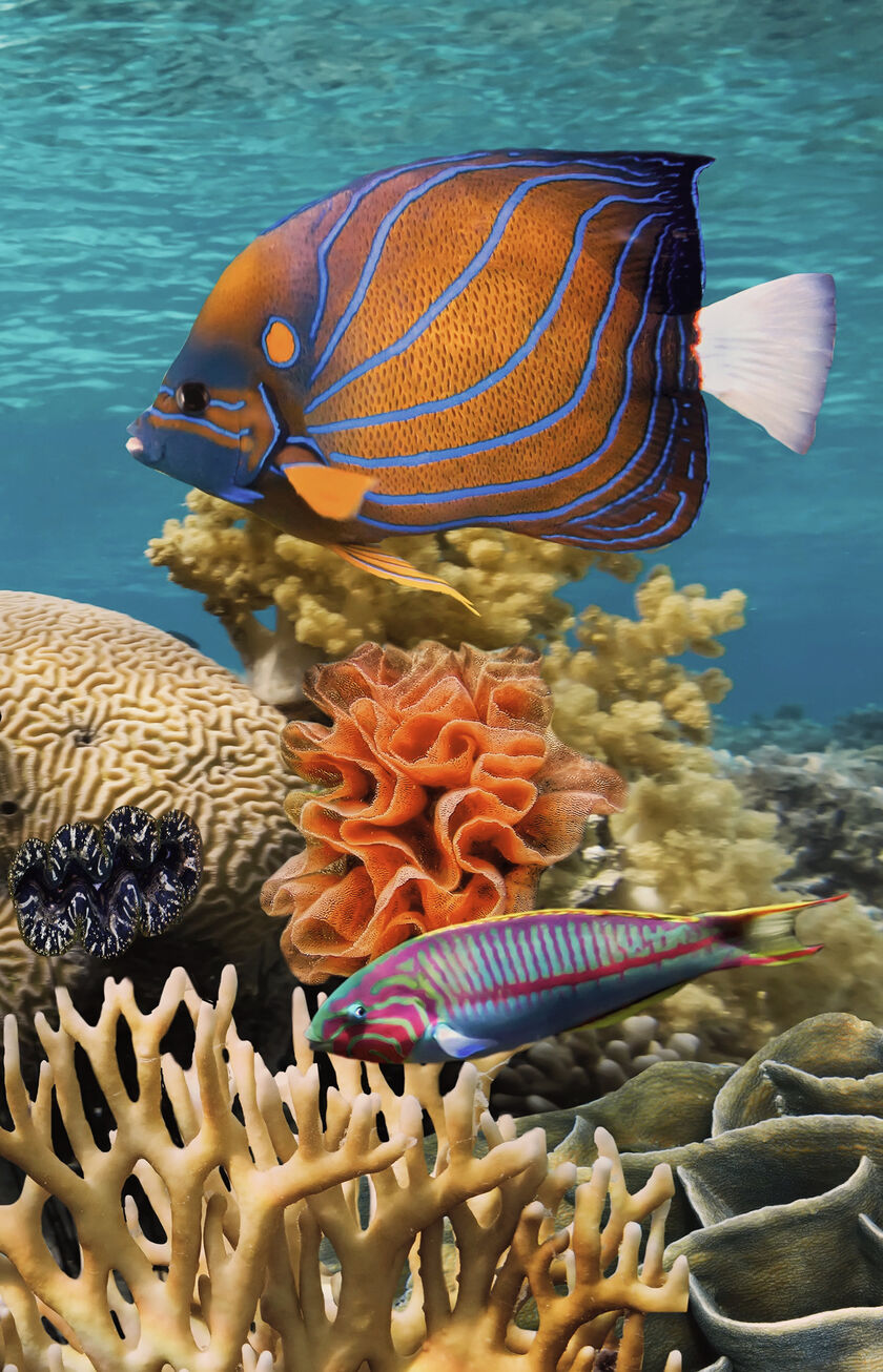 Unterwasserwelt des Roten Meeres mit Korallen und Fischen