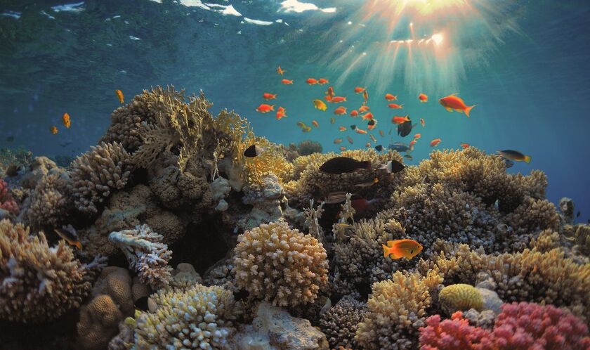 Hurghada Tauchen am Korallenriff