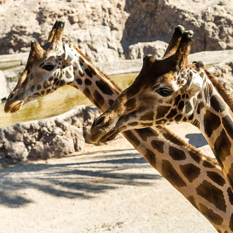 Giraffen in der Oasis Park in Fuerteventura, Kanarische Inseln, Spanien