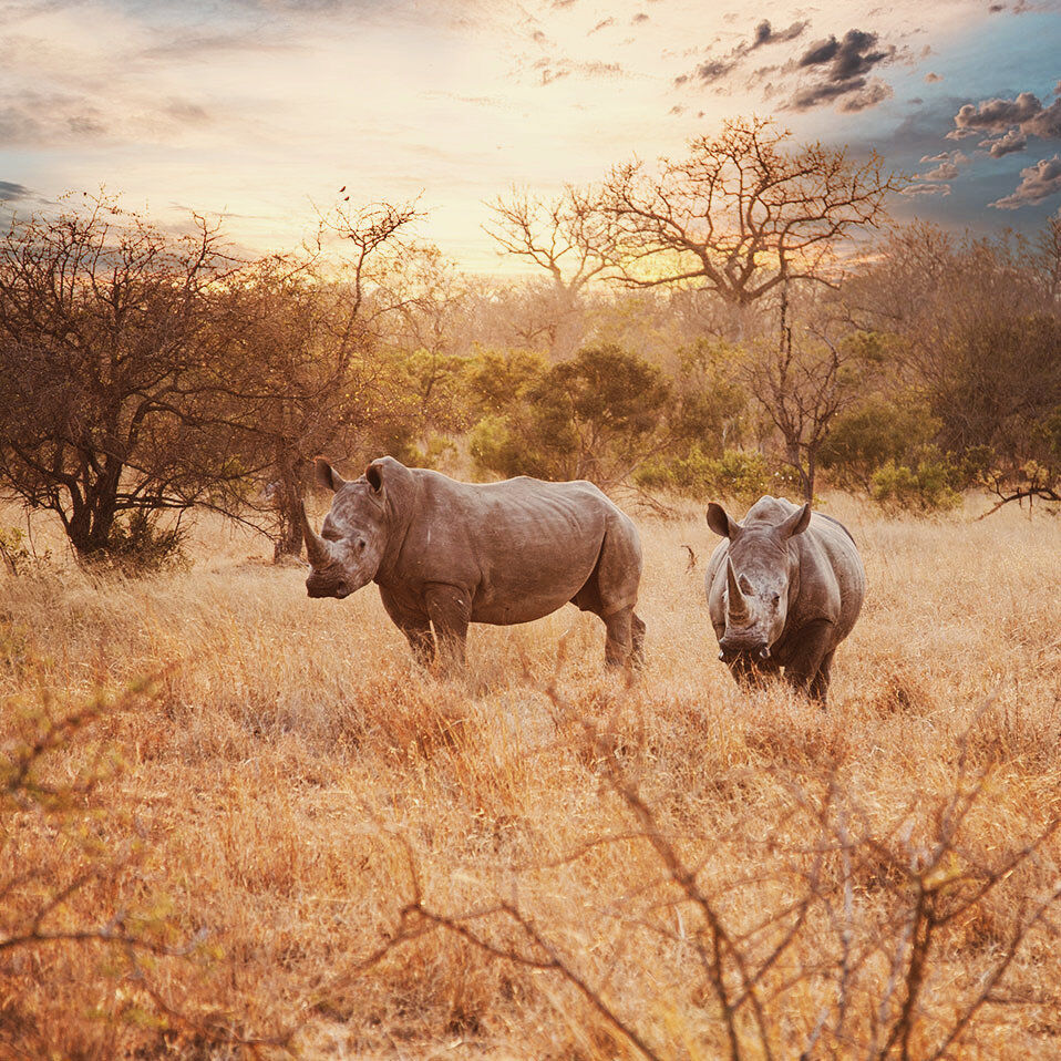 Wilde weiße Nashörner im Kruger Nationalpark in Südafrika