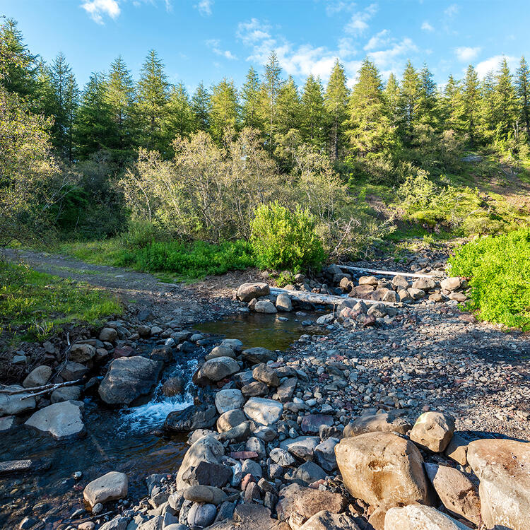 Wanderweg, der den Stadara-Wasserstrom im Hallormsstadaskogur-Nationalpark in Ost-Island kreuz