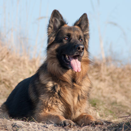 Tiere im Frachtraum
