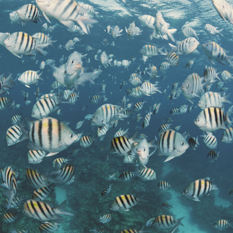 Montego Bay Schwimmende Fische im Meer von Montego Bay