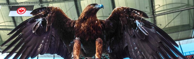 Der Adler ist das Maskottchen von Eintracht Frankfurt Der Adler ist das Maskottchen von Eintracht Frankfurt