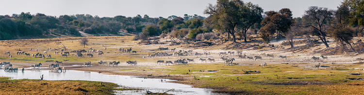 Zebras und Gnus am Boteti River