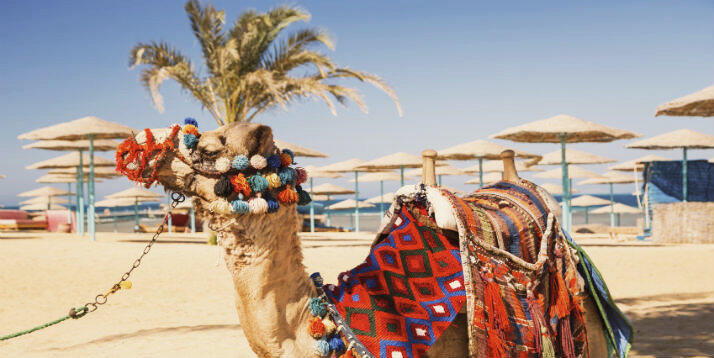 Auf dem Kamel den Strand erkunden: Sonnengarantie inklusive! Kamel am Strand von Hurghada