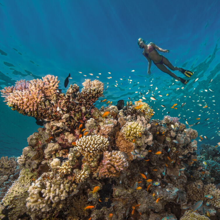 Hurghada Eine Frau schnorchelt im Meer