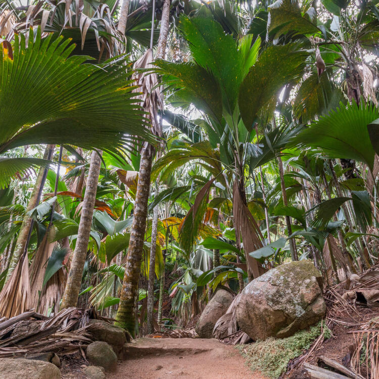 Vallee de Mai Nature Reserve 