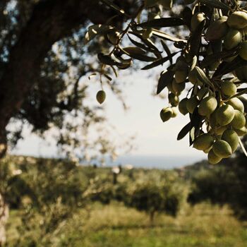 Olivenbäume in Kalamata, Griechenland