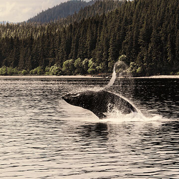 Ballena en el mar en Anchorage, Alaska (USA)