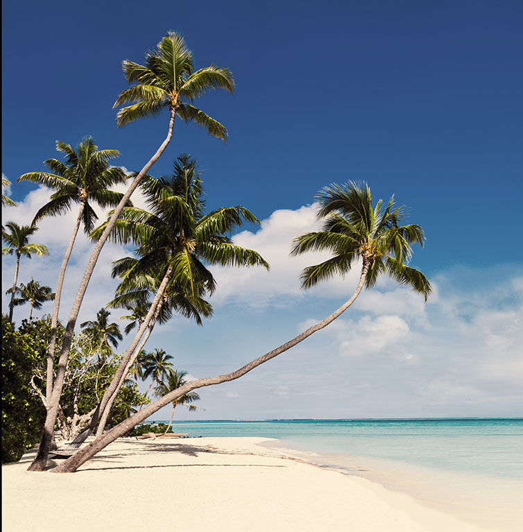 Paradise beach with palm trees in Cancun, Mexico