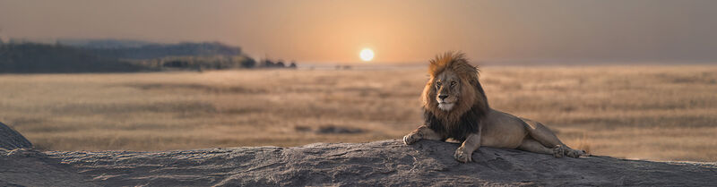 A lion is sitting in the Kalahari while the sun is going down