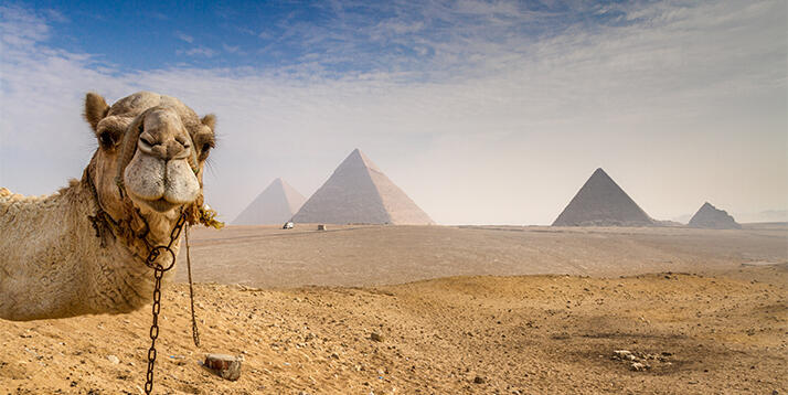 Camel standing in front of the three pyramides of Gizeh