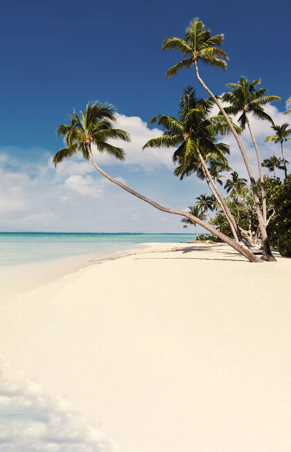 Cancun, beach and palm trees