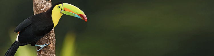 book flights to managua with condor