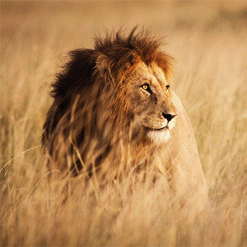 Mombasa (MBA). Loewe Loewe in Kenia. Monbasa (MBA), Condor Ziel