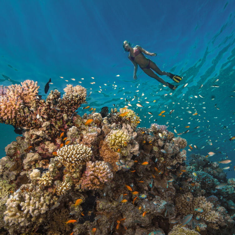Woman snorkeling and diving