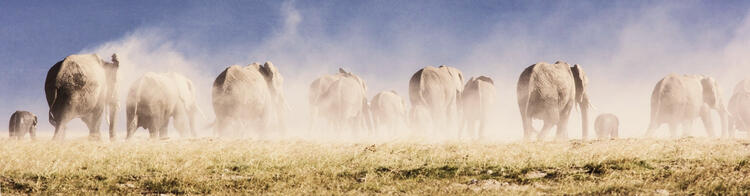 Une horde d'éléphants court dans le désert