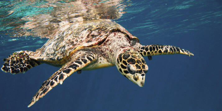 Tortue d'eau sous l'eau