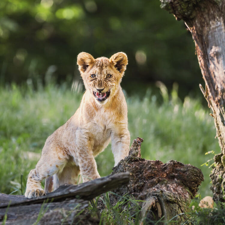 Lionceau sur une branche couchée