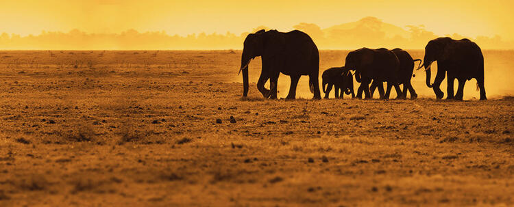 Horde d'éléphants au coucher du soleil